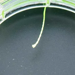 Шнур Caiman Lumen 100м 0,35мм зеленый