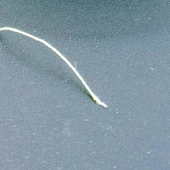 Шнур Caiman Lumen 100м 0,16мм зеленый